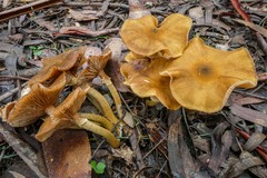 Armillaria luteobubalina