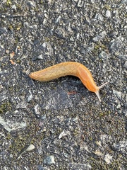 Gastropoda