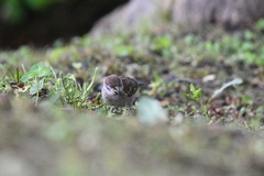 Passer montanus