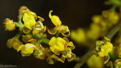 Trichocentrum pumilum