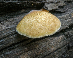 Crepidotus eucalyptorum