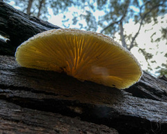 Crepidotus eucalyptorum
