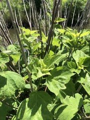 Hibiscus lasiocarpos