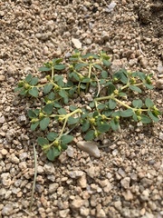 Euphorbia ocellata arenicola