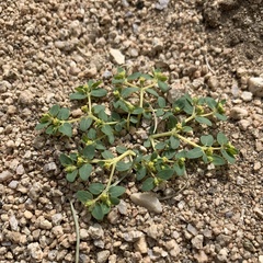 Euphorbia ocellata arenicola