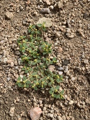 Euphorbia ocellata arenicola