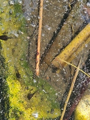 Pseudacris hypochondriaca