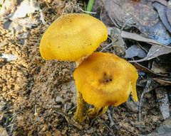 Armillaria luteobubalina