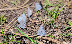 Celastrina echo sidara