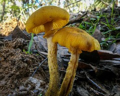Armillaria luteobubalina