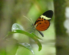 Melinaea menophilus zaneka