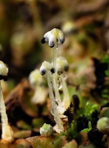 Lunularia cruciata