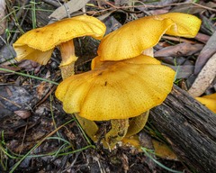 Armillaria luteobubalina