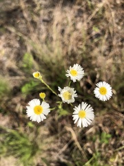 Erigeron strigosus strigosus