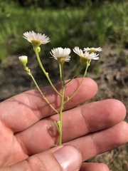 Erigeron strigosus strigosus