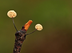 Marasmius alveolaris