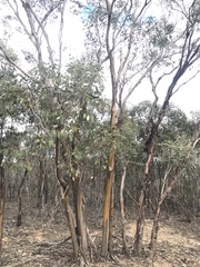 Eucalyptus behriana