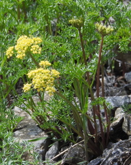 Lomatium grayi