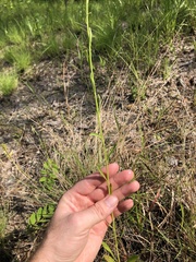 Erigeron strigosus strigosus