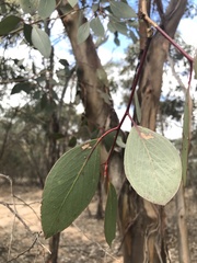 Eucalyptus behriana
