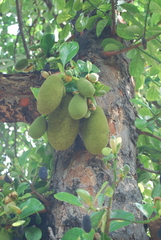 Artocarpus heterophyllus
