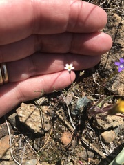 Leptosiphon bolanderi