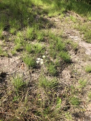 Erigeron strigosus strigosus