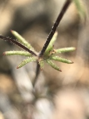 Leptosiphon bolanderi