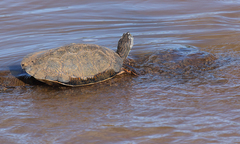 Phrynops williamsi