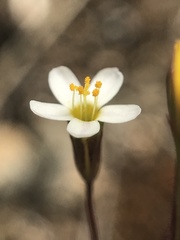 Leptosiphon bolanderi