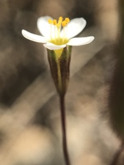 Leptosiphon bolanderi