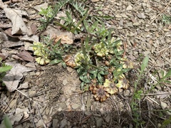 Trifolium virginicum