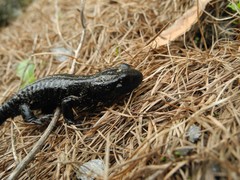 Salamandra lanzai