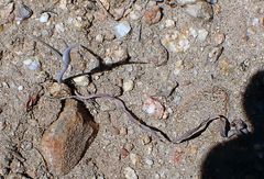 Calochortus concolor