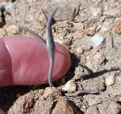 Calochortus concolor