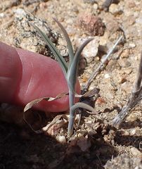 Calochortus concolor