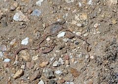Calochortus concolor