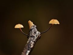 Marasmius alveolaris