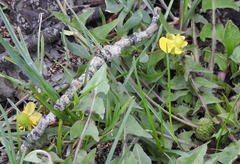 Ranunculus glaberrimus