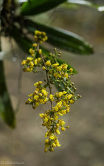 Trichocentrum pumilum