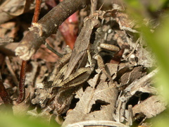 Melanoplus fasciatus