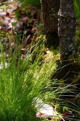 Carex seorsa