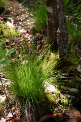 Carex seorsa