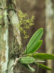 Trichocentrum pumilum