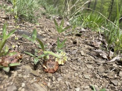 Trifolium virginicum