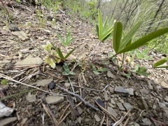 Trifolium virginicum