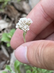 Antennaria virginica