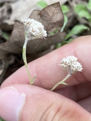 Antennaria virginica