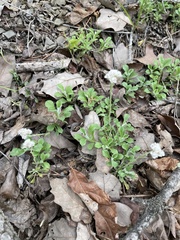 Antennaria virginica