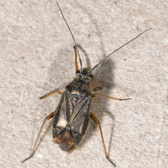 Irbisia californica